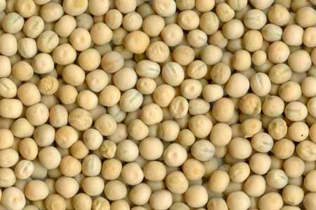 Pig research: How digestible is phosphorus in peas