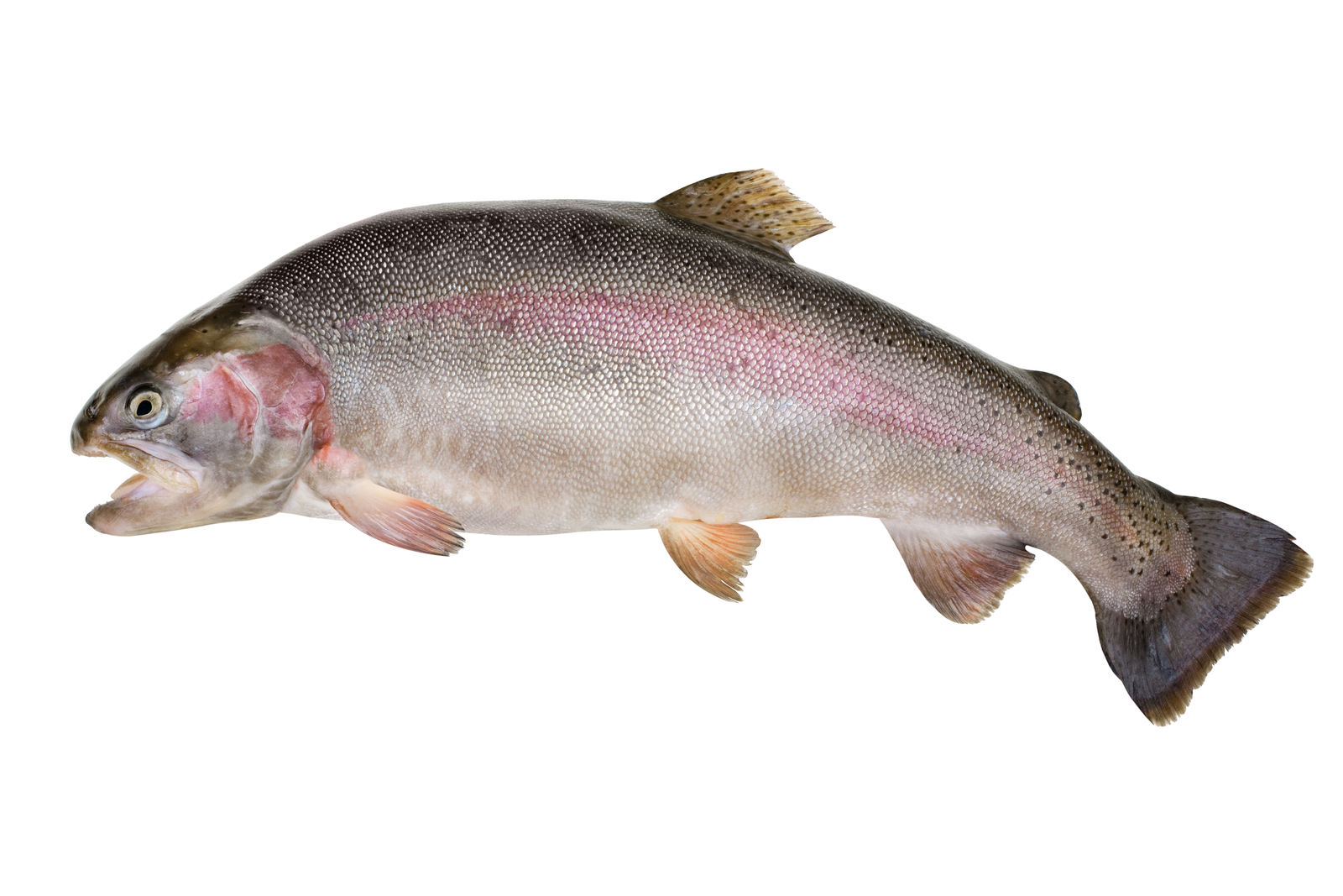 Some of the effects of toxins in rainbow trout feeds include reduced feed intake and growth rates, weight loss, nephrotoxicity and mortality.