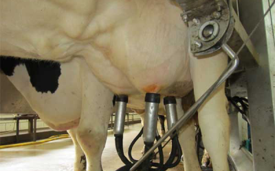 New feed boosts Uganda&apos;s milk production