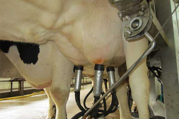 New feed boosts Uganda&apos;s milk production