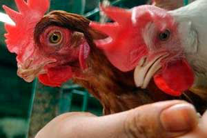 Bangladesh stops antibiotic testing on poultry feed imports