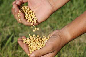 Dutch feed companies aim for 100% responsible soy