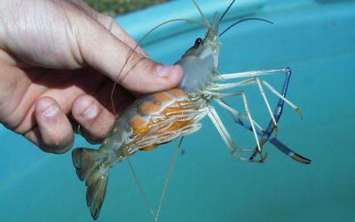 Shrimp farming is big in Asia, but feeding the shrimp is among the largest operational cost of this sector.