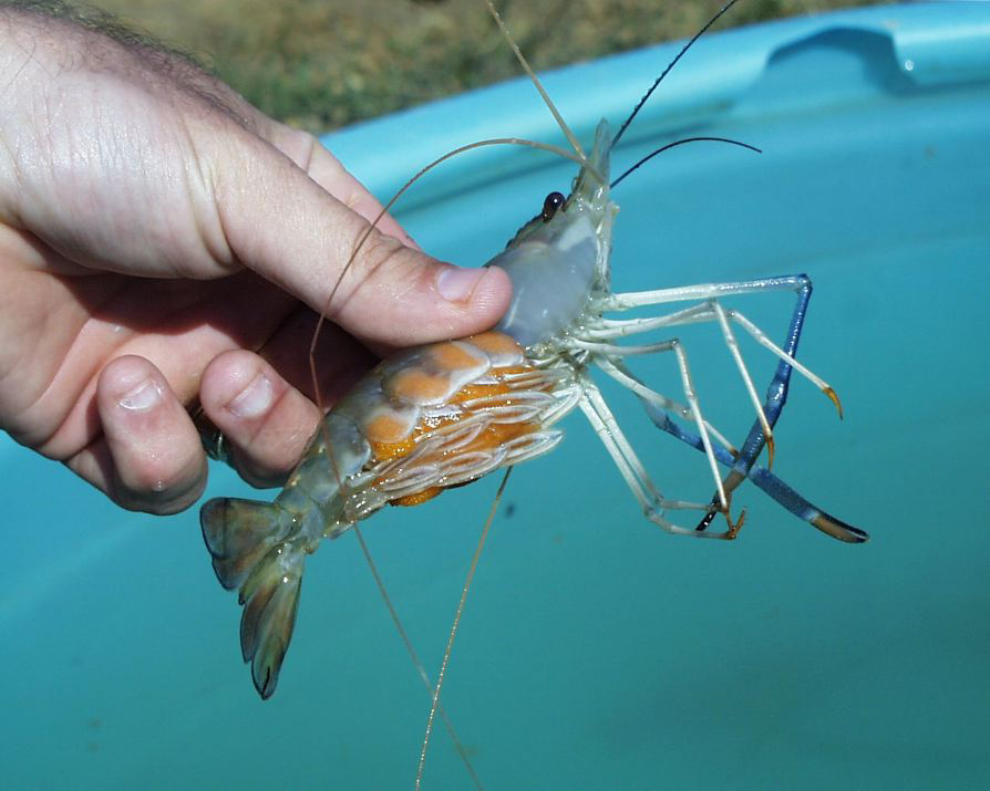Shrimp farming is big in Asia, but feeding the shrimp is among the largest operational cost of this sector.