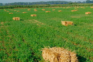USDA reports alfalfa production to grow by 11%