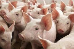 Boost feed intake for piglets without animal protein