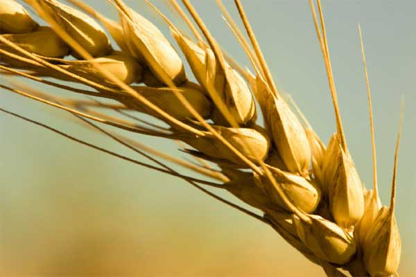 Europe to become world&apos;s top wheat exporter