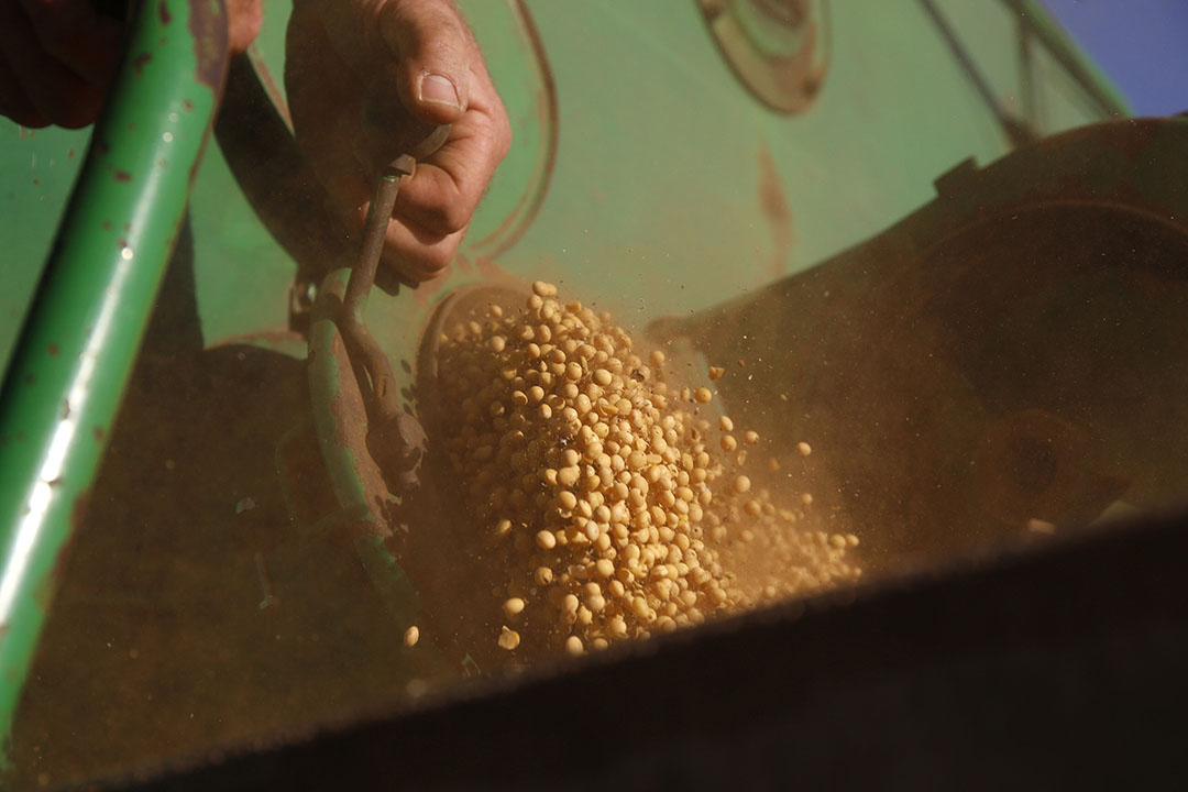 The recovering demand in the Chinese feed sector and improved economic conditions are making the sale of soybeans easier. Photo: Hans Prinsen