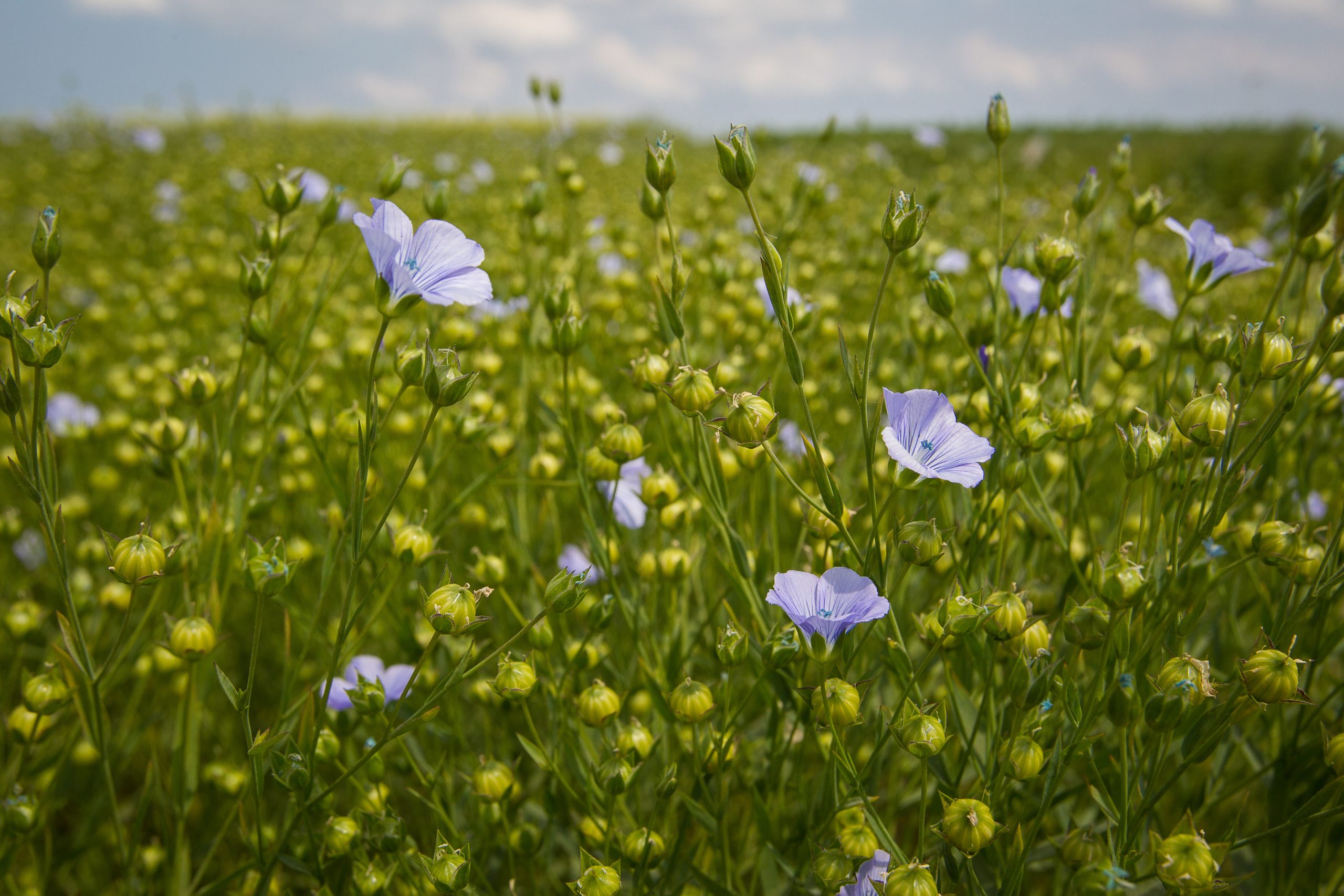 Fish oil from GM plants. Photo: Peter Roek