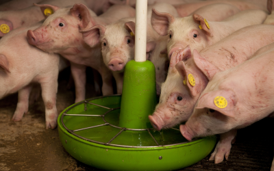 Multi-carbohydrase effective for pigs and poultry