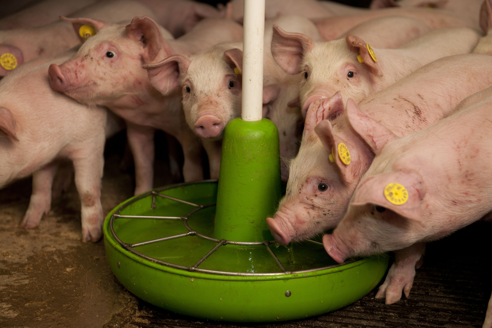 Multi-carbohydrase effective for pigs and poultry