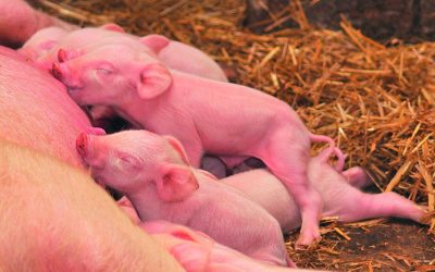 One of the main targets for farmers is to ensure that piglets will eat properly after weaning. Photo: Wisium