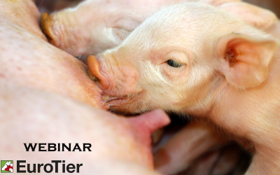 Webinar: 'Intestinal problems for piglets'. Photo: Henk Riswick