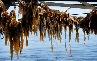 Wet harvested seaweed has a very short shelf life. Therefore, it must be used rather quickly. Photo: Catrinus van der Veen