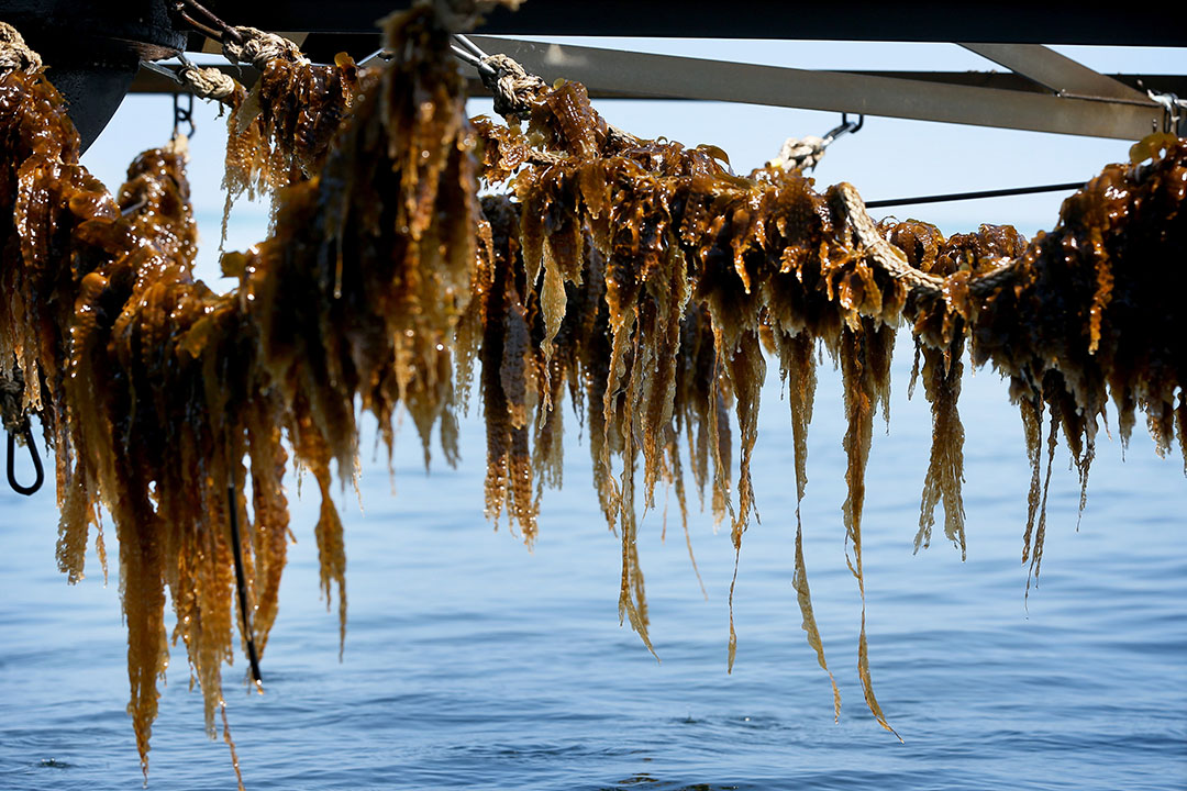 Wet harvested seaweed has a very short shelf life. Therefore, it must be used rather quickly. Photo: Catrinus van der Veen