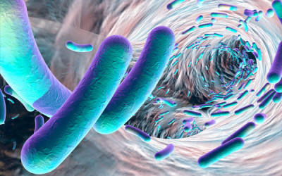 Antibiotics help Salmonella to flourish