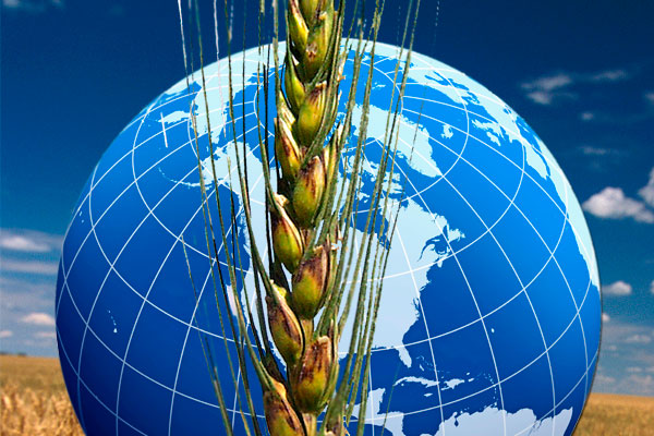 World grains outlook increased