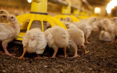 Several studies measured the performance of broilers fed a series of reformulated diets. The addition of a feedase recovered the reduction in FCR seen in the reformulated diets. Photo: Mark Pasveer