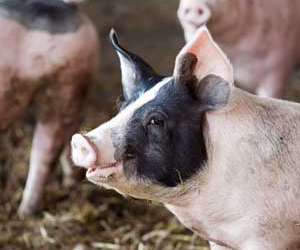 Effect of phytase in pig diets with corn co-products