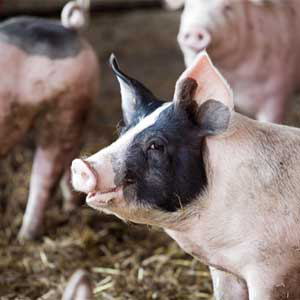 Effect of phytase in pig diets with corn co-products