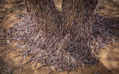 Locusts have great potential as animal feed and are virtually free. Photo: FAO