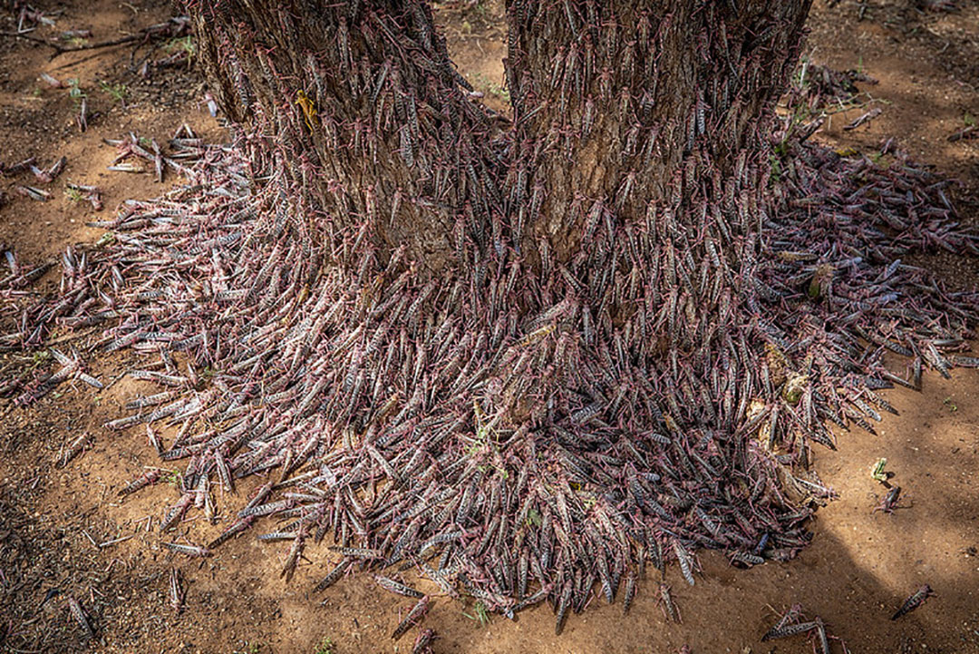 Locusts have great potential as animal feed and are virtually free. Photo: FAO