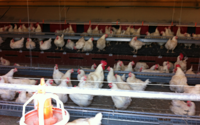 Optivite shares knowledge with Turkish egg producers