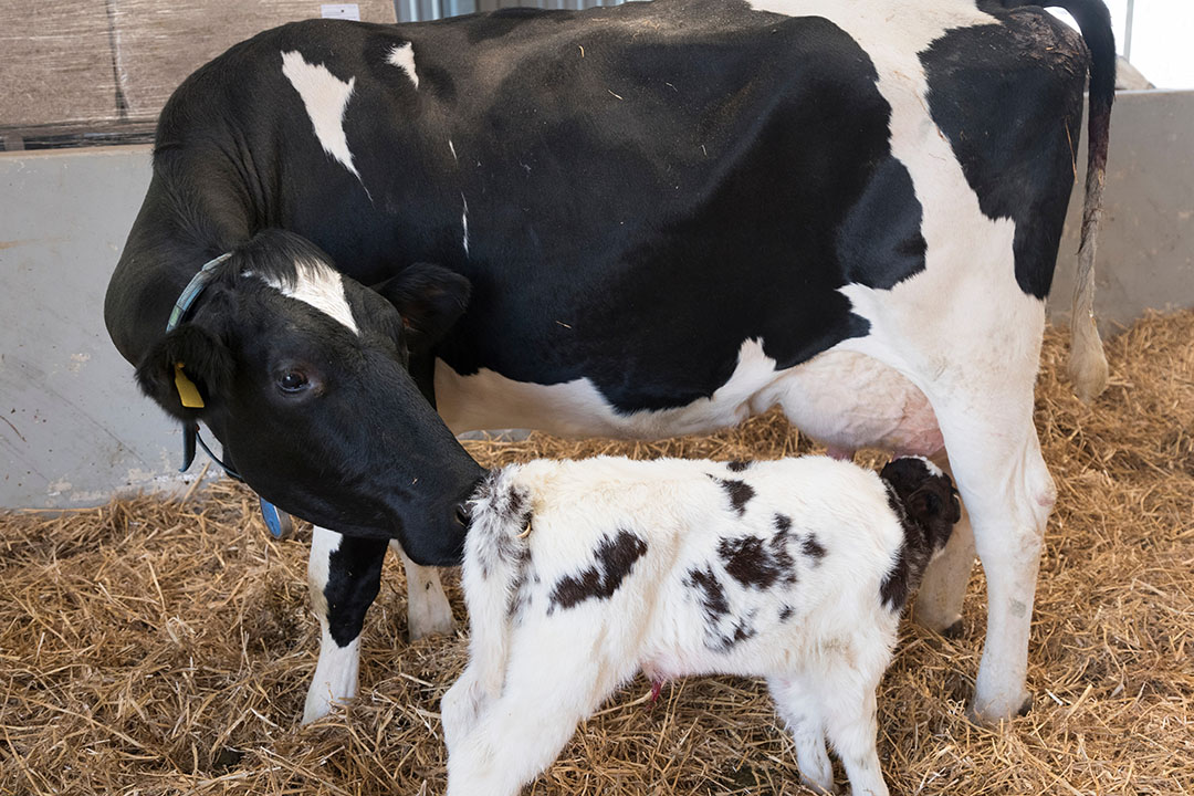 Boosting dairy cow reproduction - All About Feed