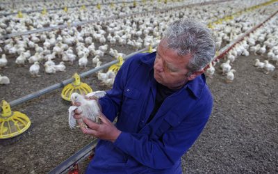 There is increasing pressure on using antibiotics and poultry farming itself changes as well, which also has consequences for healthcare. Photo: Lex Salverda