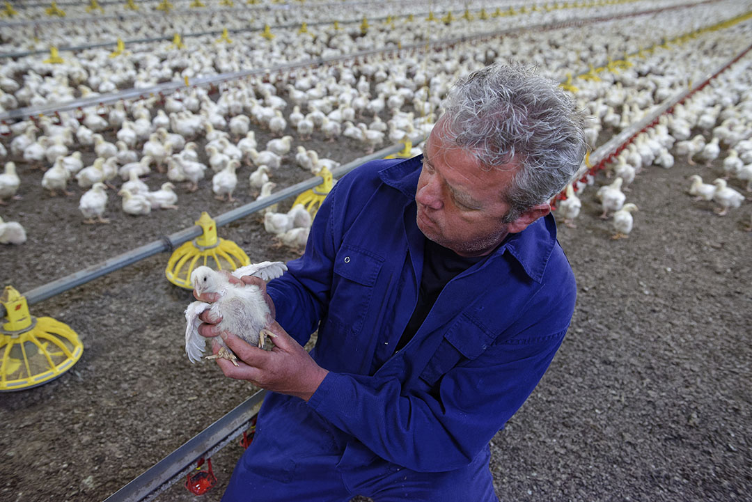 There is increasing pressure on using antibiotics and poultry farming itself changes as well, which also has consequences for healthcare. Photo: Lex Salverda
