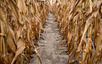 Drought forces US to import Brazilian corn