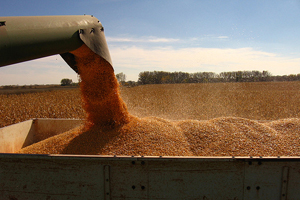 Ukraine forecasts record corn harvest forecast