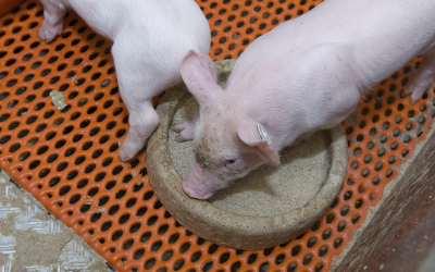 AB Neo and Bristol University delve into early piglet feeding