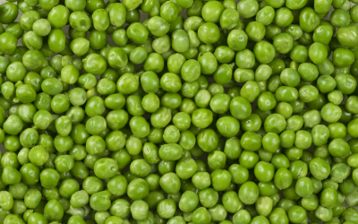 Protein availability in feed increased with new pea variety