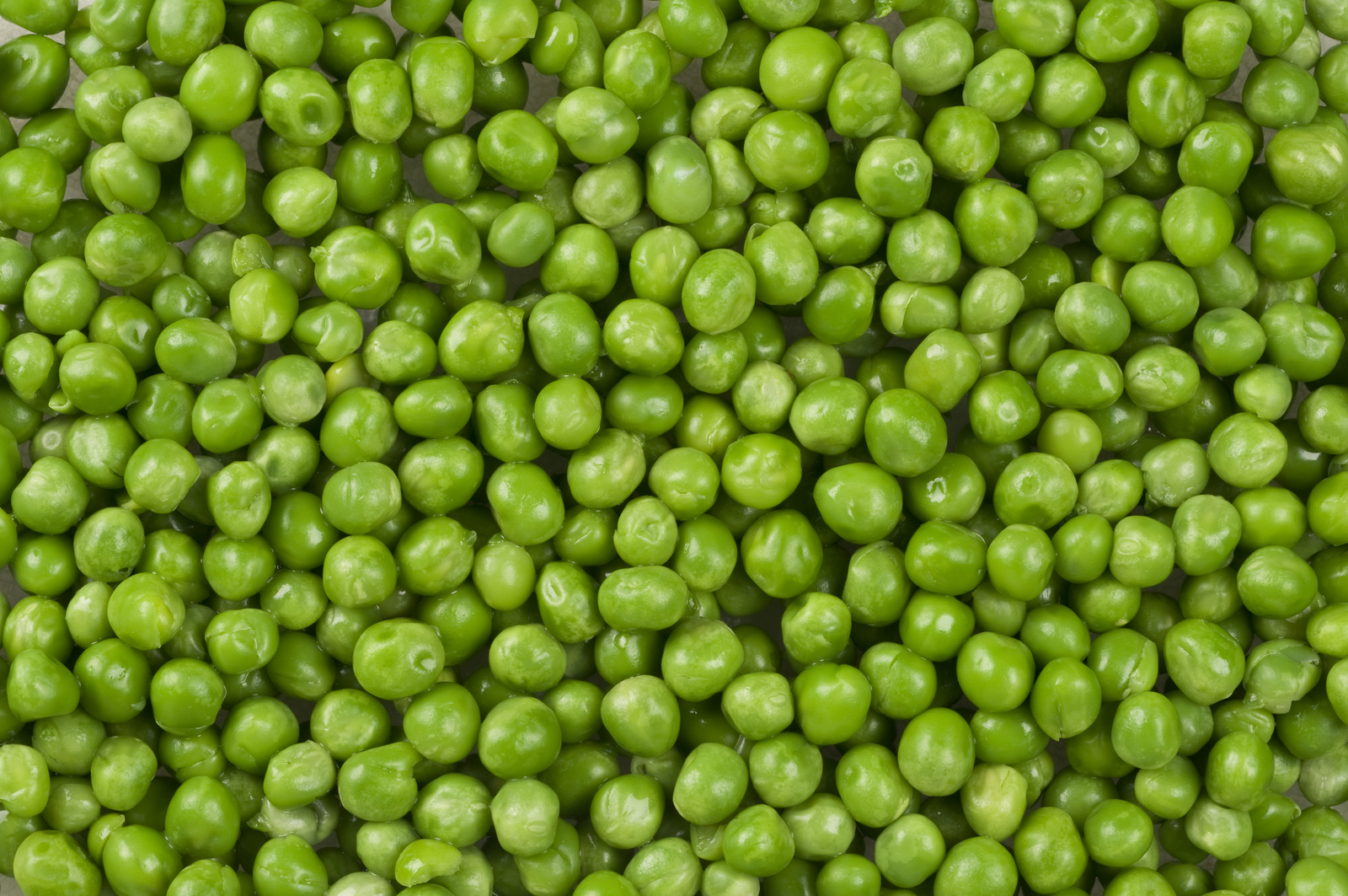 Protein availability in feed increased with new pea variety