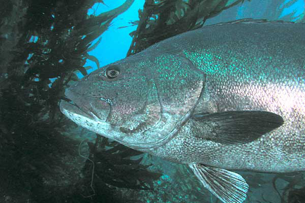 Feed efficiency in the European sea bass