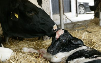 Transition cows in focus at dairy feed conference. Photo: RBI