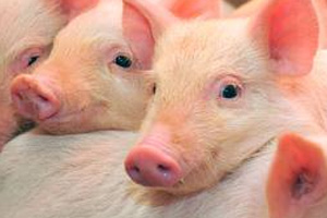 Danish antimicrobial use, animal welfare law stricter