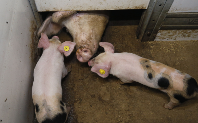 Higher parity sows need higher nutrient levels