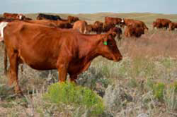 Effect of nutrition on pregnancy in heifers and young cows