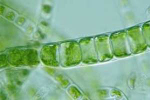 DSM Nutritional and Merial dive into algae based vaccines