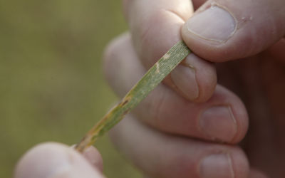 New wheat spray regimes against Septoria