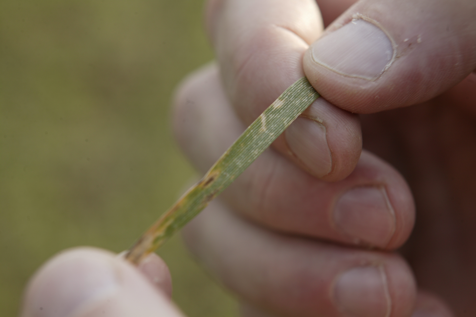 New wheat spray regimes against Septoria