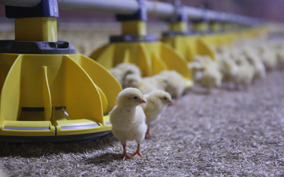 Roxell introduces open feeding system for broilers