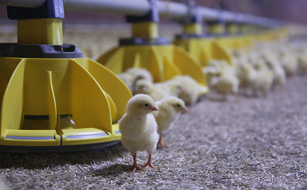 Roxell introduces open feeding system for broilers
