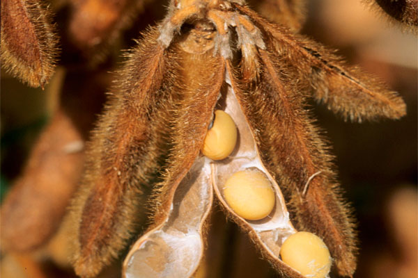 Severe weather makes soybeans more susceptible to disease