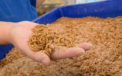 Mealworm meal for European sea bass. Photo Shutterstock,Pongmoji