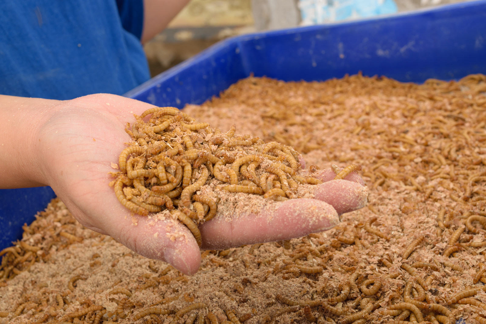 Mealworm meal for European sea bass. Photo Shutterstock,Pongmoji