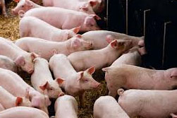 Study: The impact of multiphase feeding in pigs