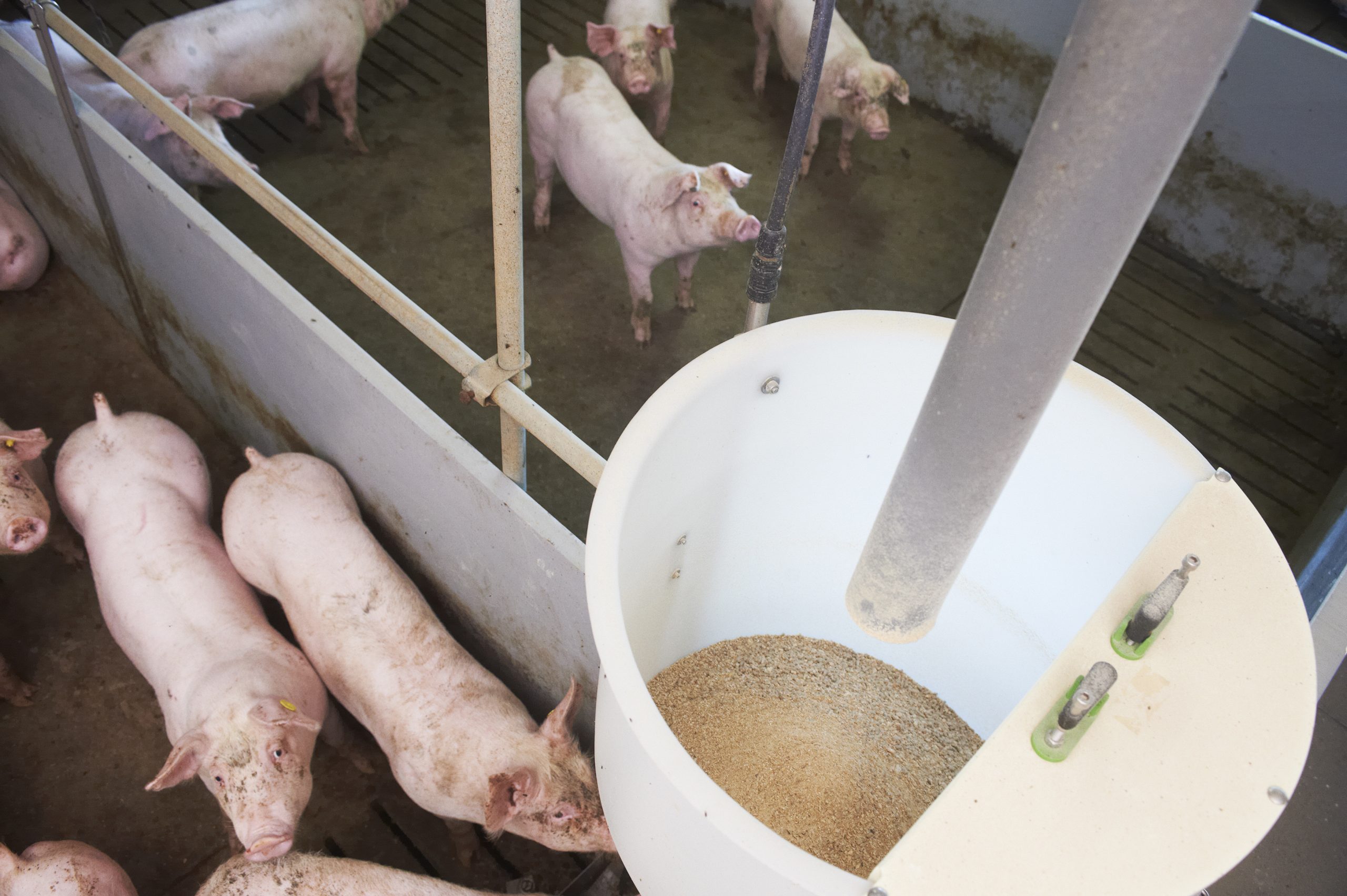 When contaminated feed is consumed, pathogenic microorganisms can be transferred to the animals, hence leading to diseases or supressed performance. Photo: Van Assendelft Fotografie